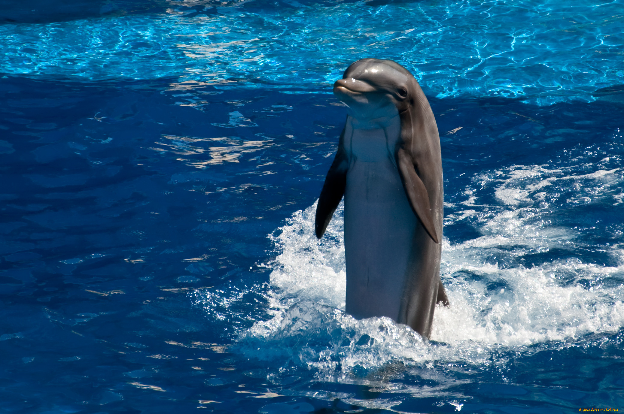 Живая природа дельфины. Дельфины. Морские дельфины. Дельфины в море. Красивые дельфины.